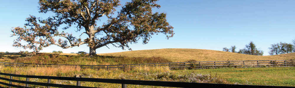 Savvy Senior